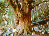 関の杉
